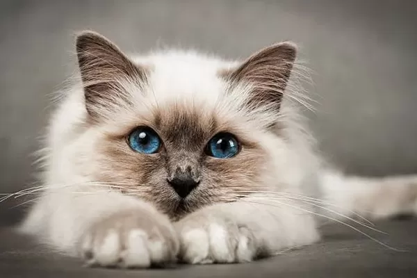 Valsamoggia, oltre 30 gatti scomparsi nel nulla. LNDC Animal Protection denuncia: “Accertare cosa sta accadendo e chi è responsabile”